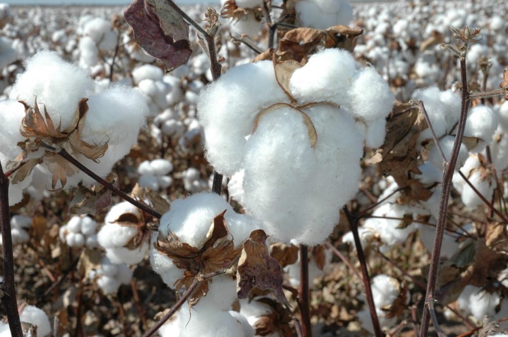 cotton