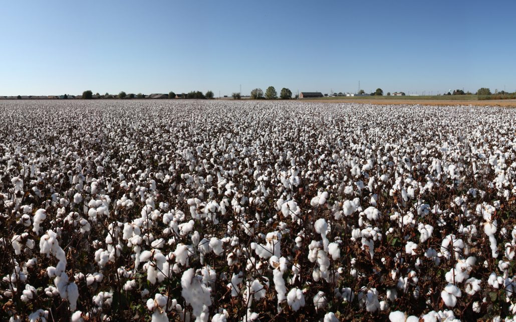 cotton-field-8