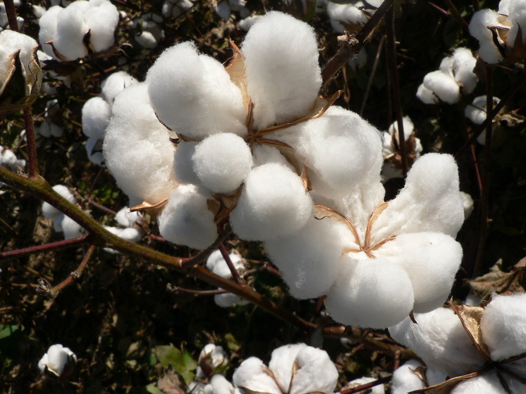 cotton123